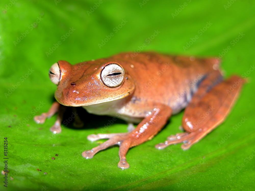 Obraz premium Amazon tree frog
