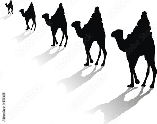 camellos