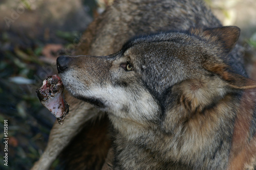 Eurasian Wolf