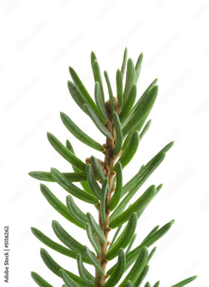 Fototapeta premium Branch of a pine.