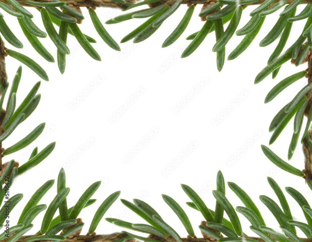 Obraz premium Branch of a pine.