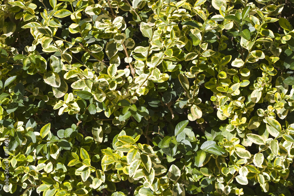 Wall of leaves Wall of leaves
