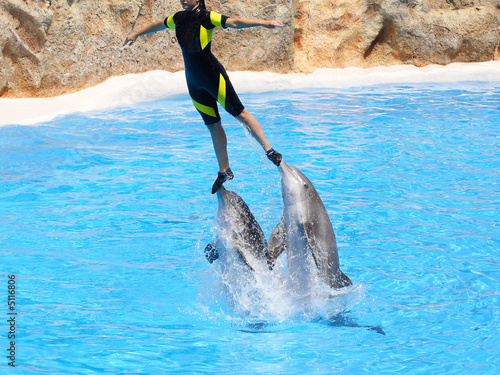 Dolphin Show