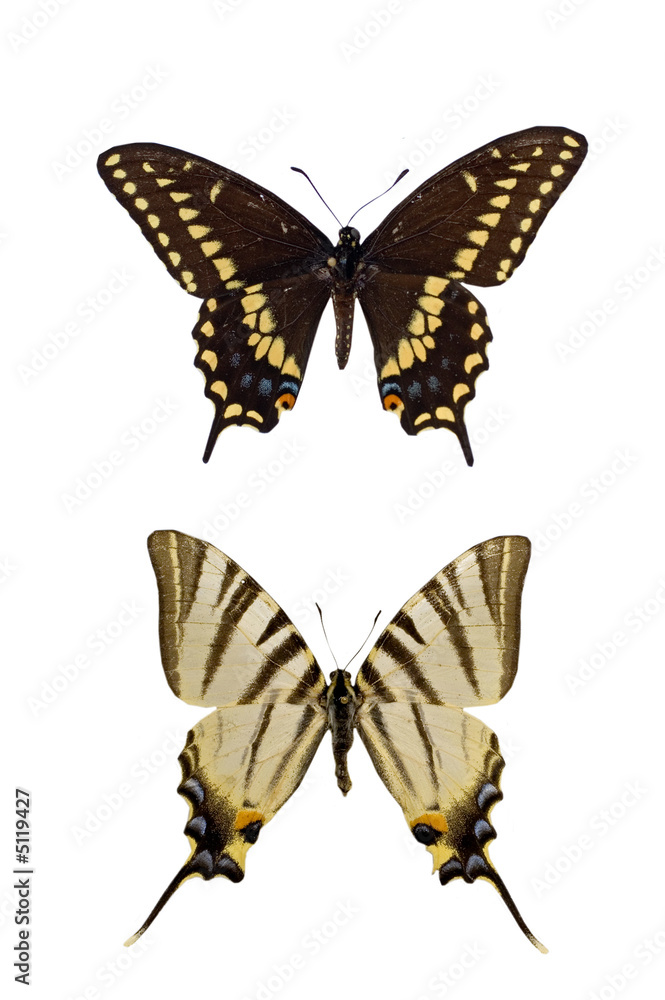 Fototapeta premium Two different Swallowtails