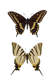 Two different Swallowtails