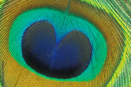 Peacock Feather Detail © Dean Pennala