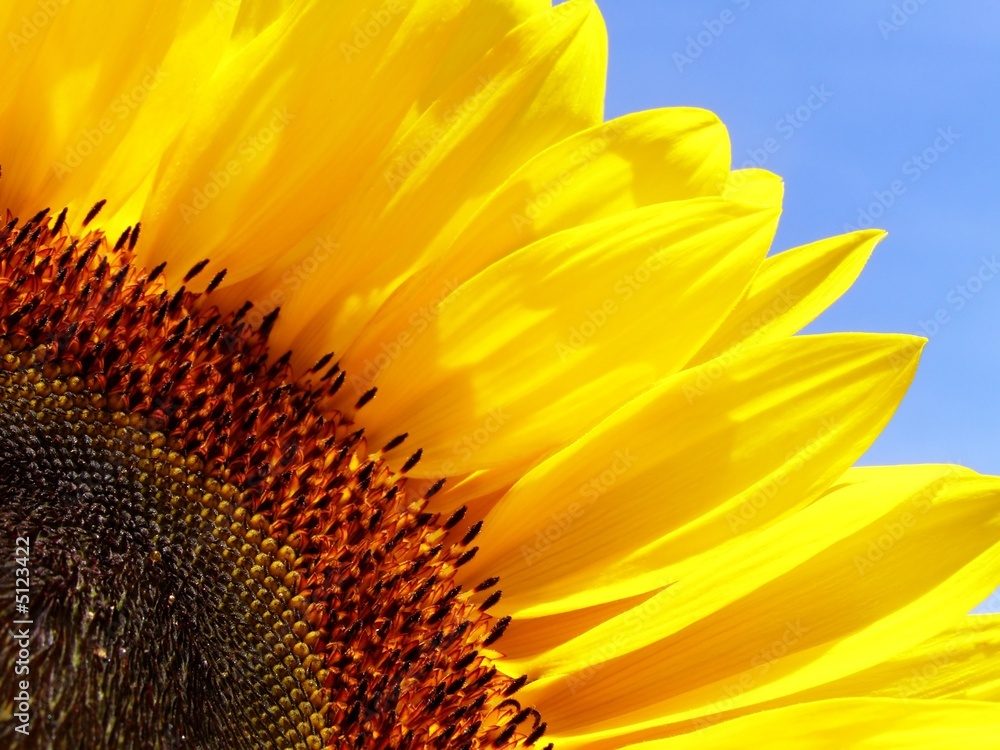 Fototapeta premium close-up of sunflower