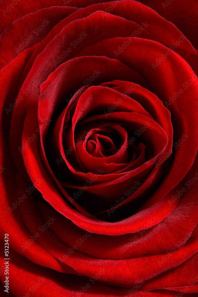 red rose close up red rose close up