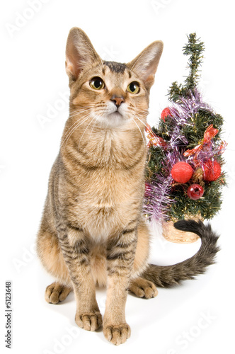 The cat meets New Year in studio photo