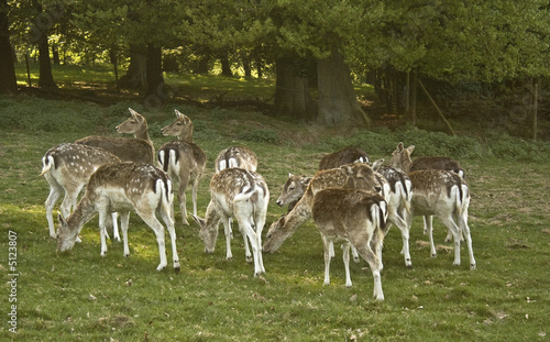 Rehe auf der Lichtung