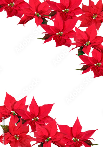 Red Poinsettia - background