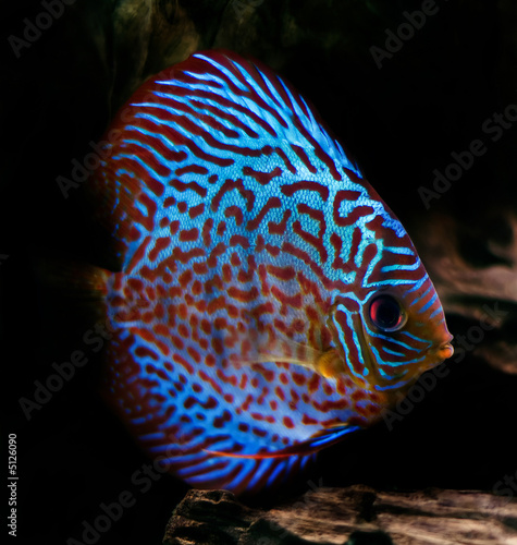 colorful discus fish