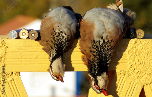 Two abated partridges during one hunted. photo