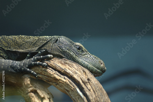 Crocodile Monitor photo