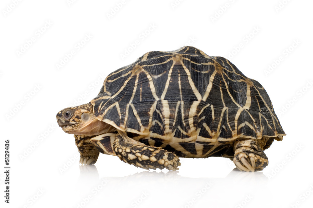 Fototapeta premium Indian Starred Tortoise - Geochelone elegans