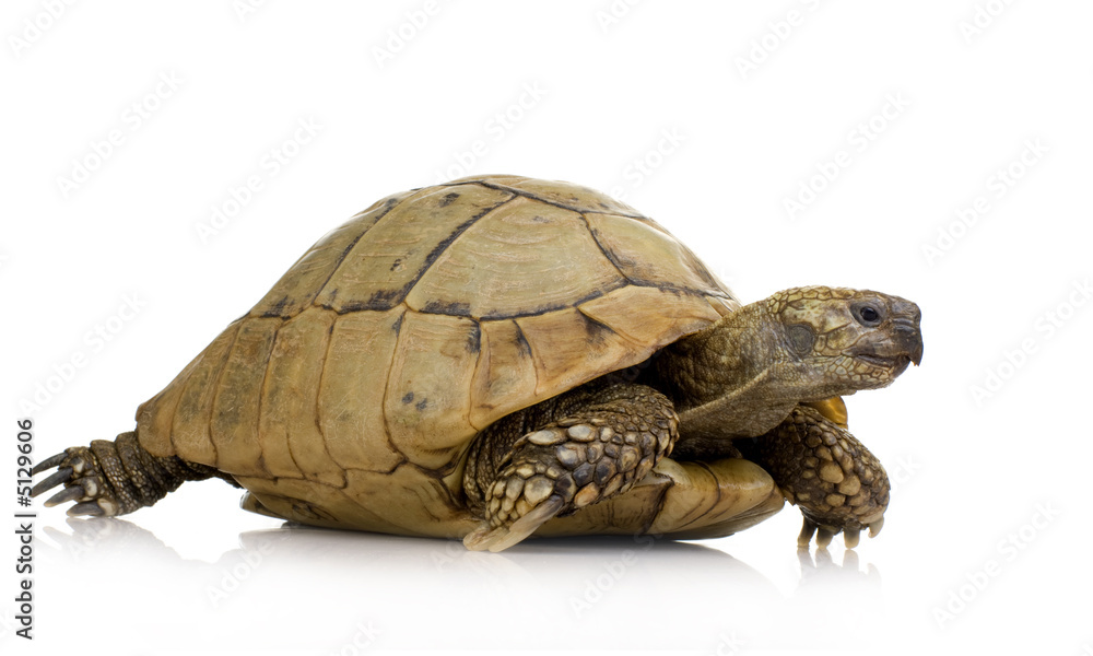 Obraz premium Herman's Tortoise - Testudo hermanni
