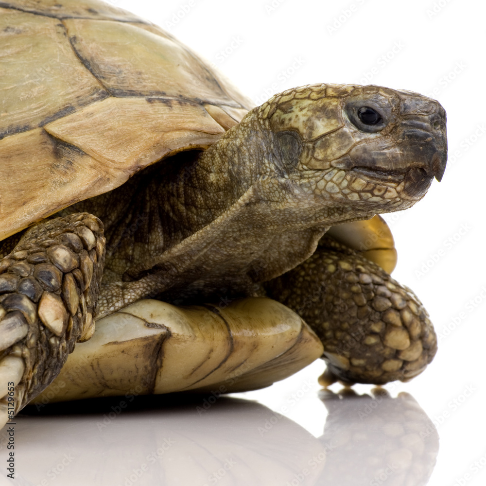 Naklejka premium Herman's Tortoise - Testudo hermanni