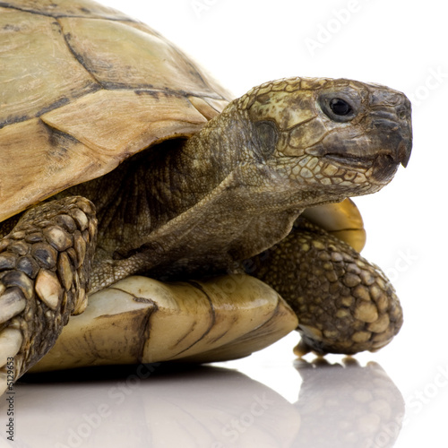 Herman's Tortoise - Testudo hermanni