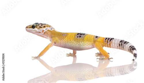 Young Leopard gecko - Eublepharis macularius © Eric Isselée