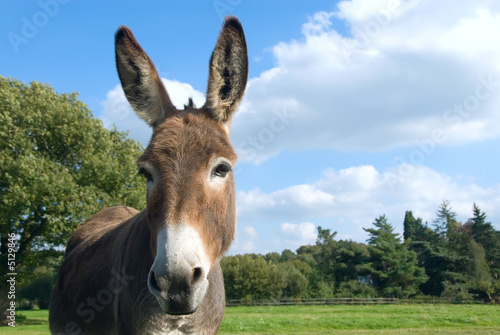 Donkey - Esel Fototapete
