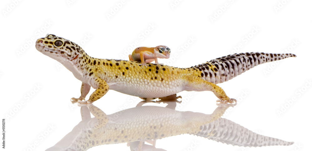 Obraz premium Leopard gecko - Eublepharis macularius