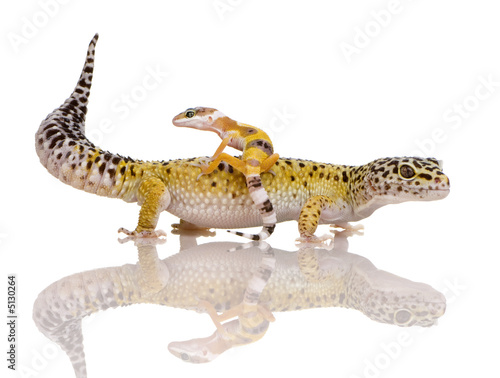 Leopard gecko - Eublepharis macularius © Eric Isselée