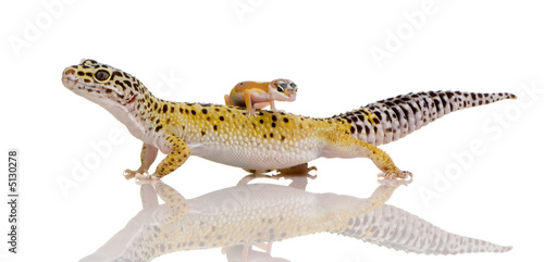 Leopard gecko - Eublepharis macularius © Eric Isselée