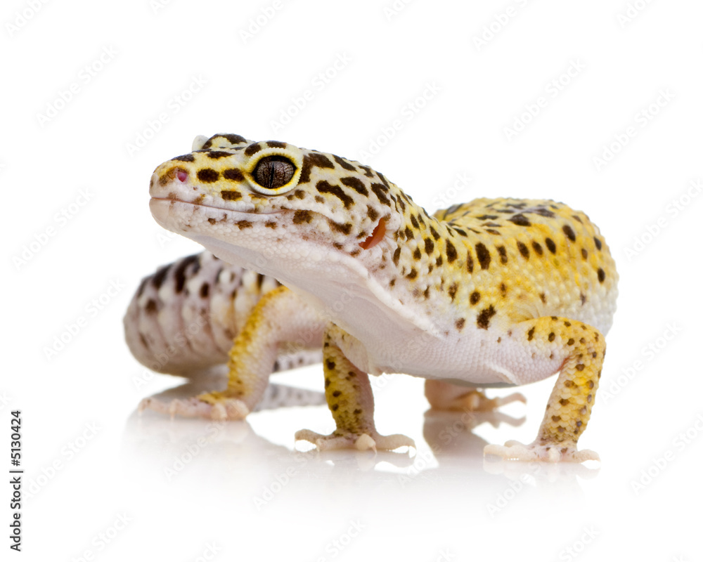 Naklejka premium Leopard gecko - Eublepharis macularius