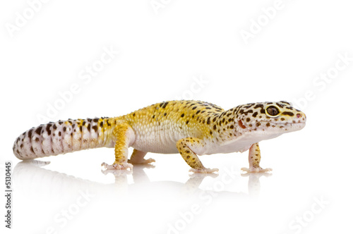 Leopard gecko - Eublepharis macularius