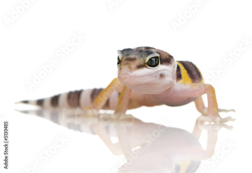 Juvenile Leopard gecko - Eublepharis macularius