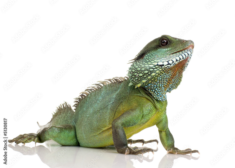 Fototapeta premium Indian Water Dragon - Physignathus cocincinus