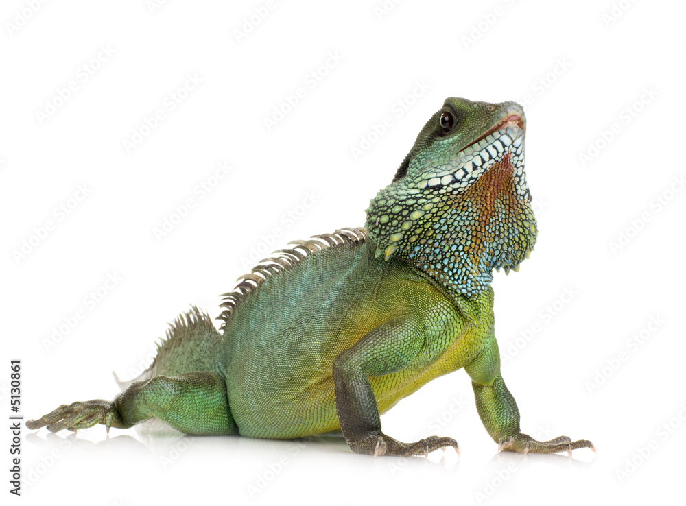 Fototapeta premium Indian Water Dragon - Physignathus cocincinus