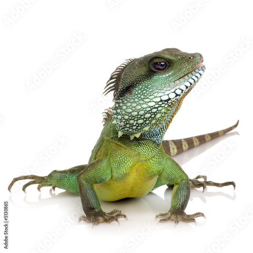 Fotografie, Obraz Indian Water Dragon - Physignathus cocincinus