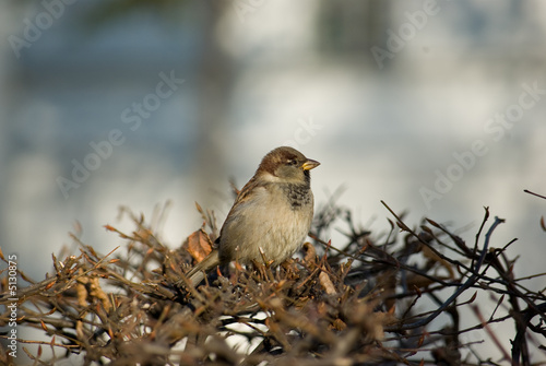 Young sparrow © Roman Ivaschenko