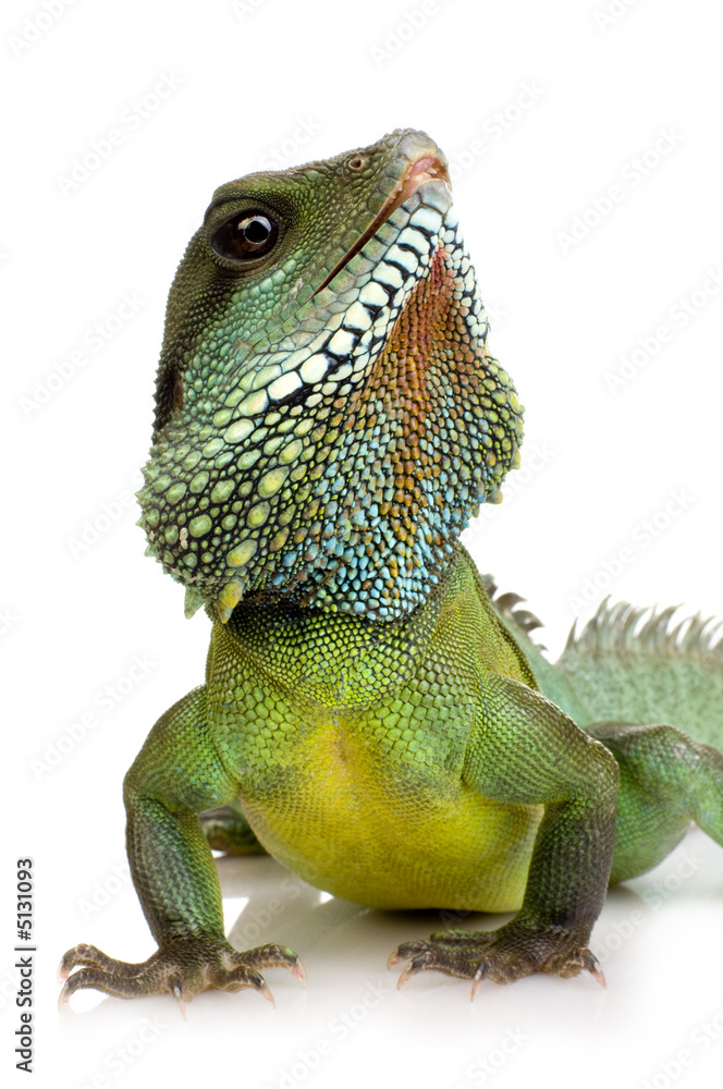 Fototapeta premium Indian Water Dragon - Physignathus cocincinus