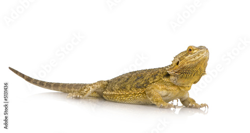 Lawson s dragon - Pogona henrylawsoni