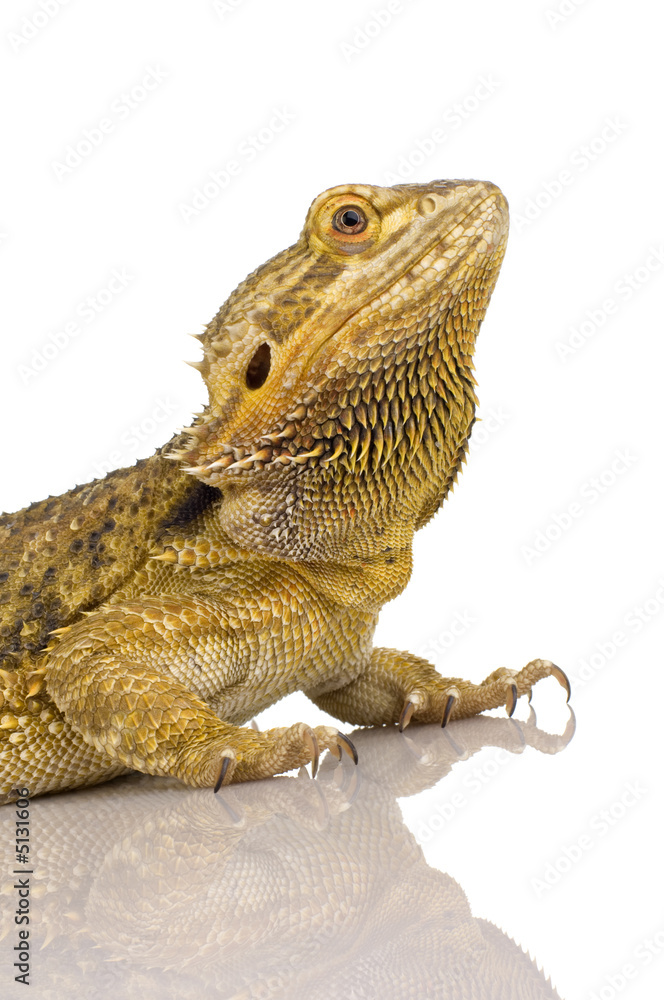 Obraz premium Lawson's dragon - Pogona henrylawsoni