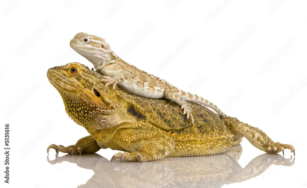 Naklejka premium Lawson's dragon - Pogona henrylawsoni