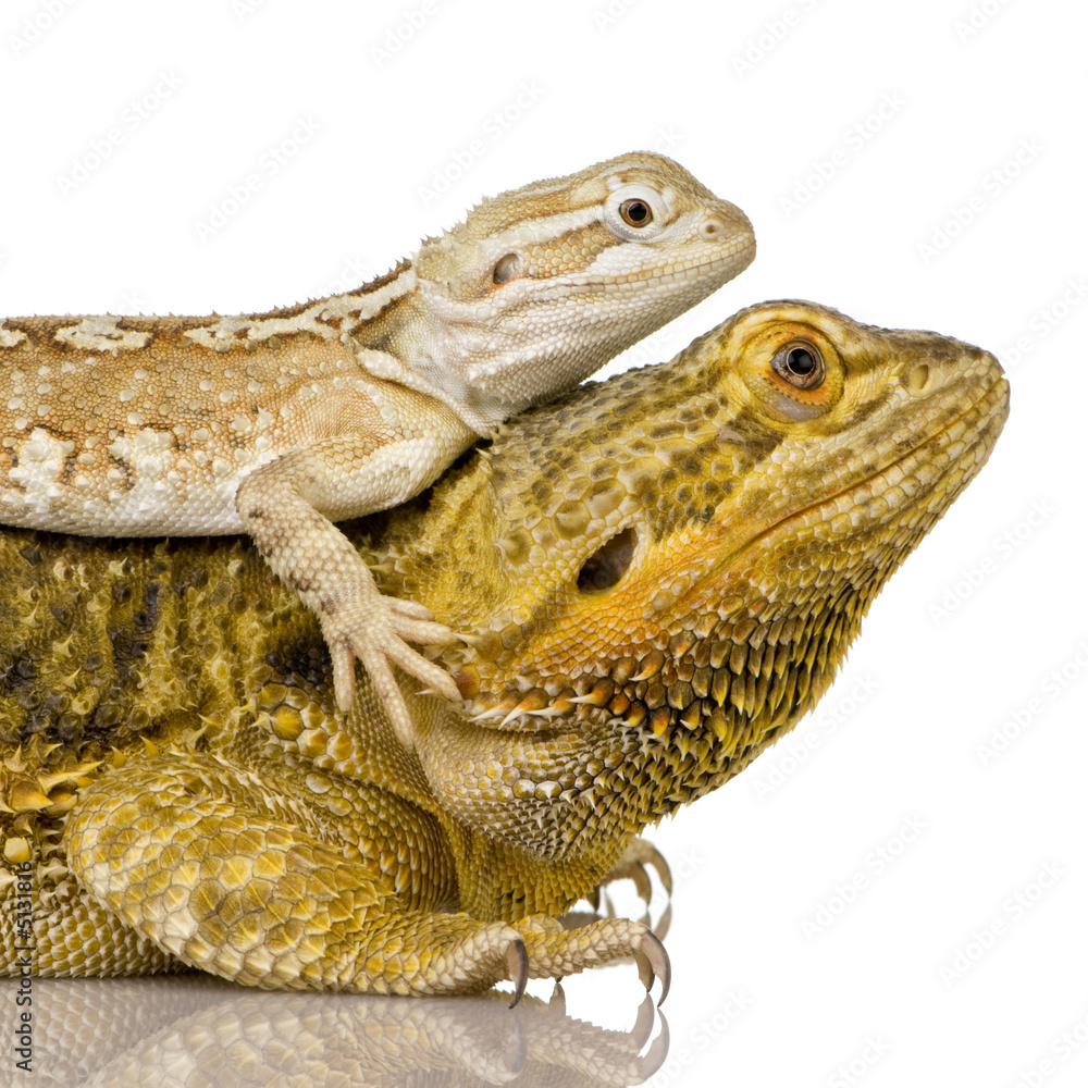 Naklejka premium Lawson's dragon - Pogona henrylawsoni