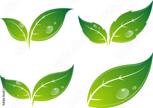Feuilles vectorielles, facilement modifiable