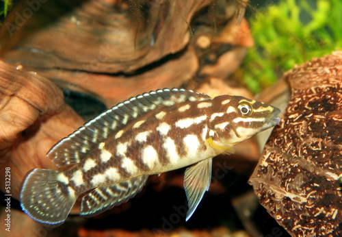 julidochromis photo