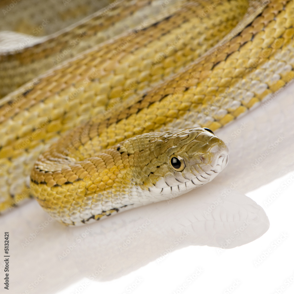 Obraz premium Elaphe guttata