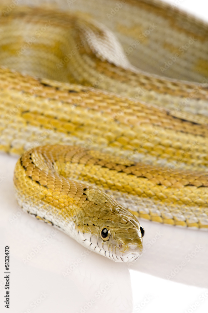 Obraz premium Elaphe guttata