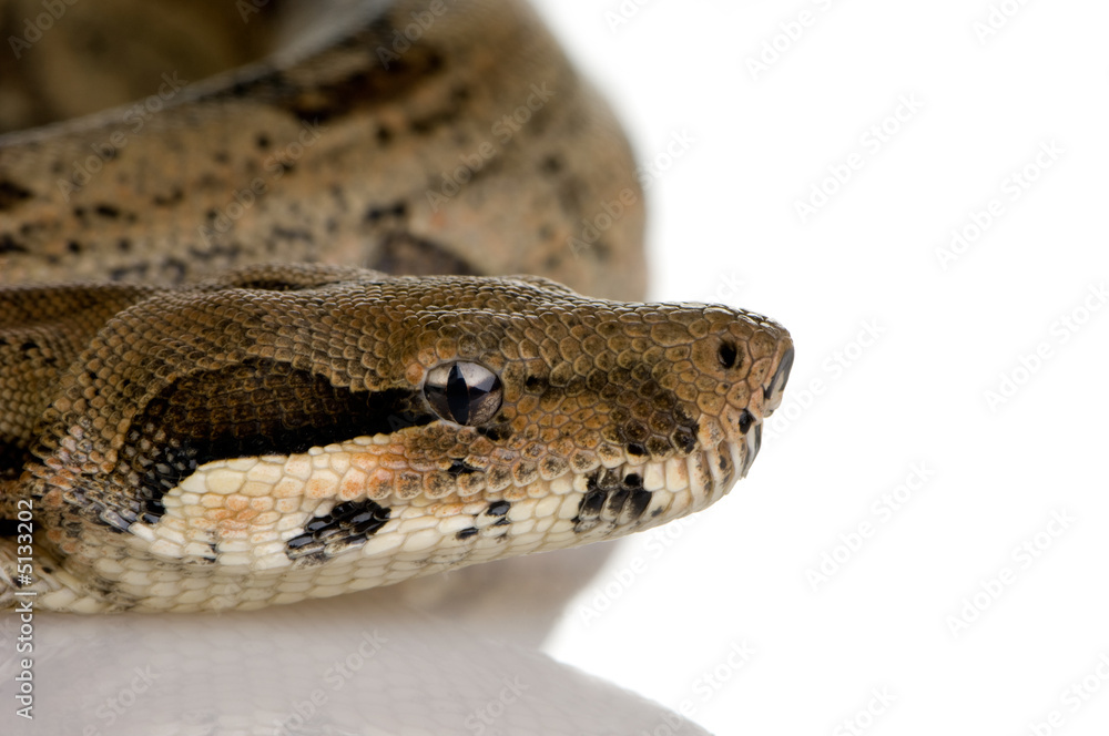 Fototapeta premium Boa constrictor