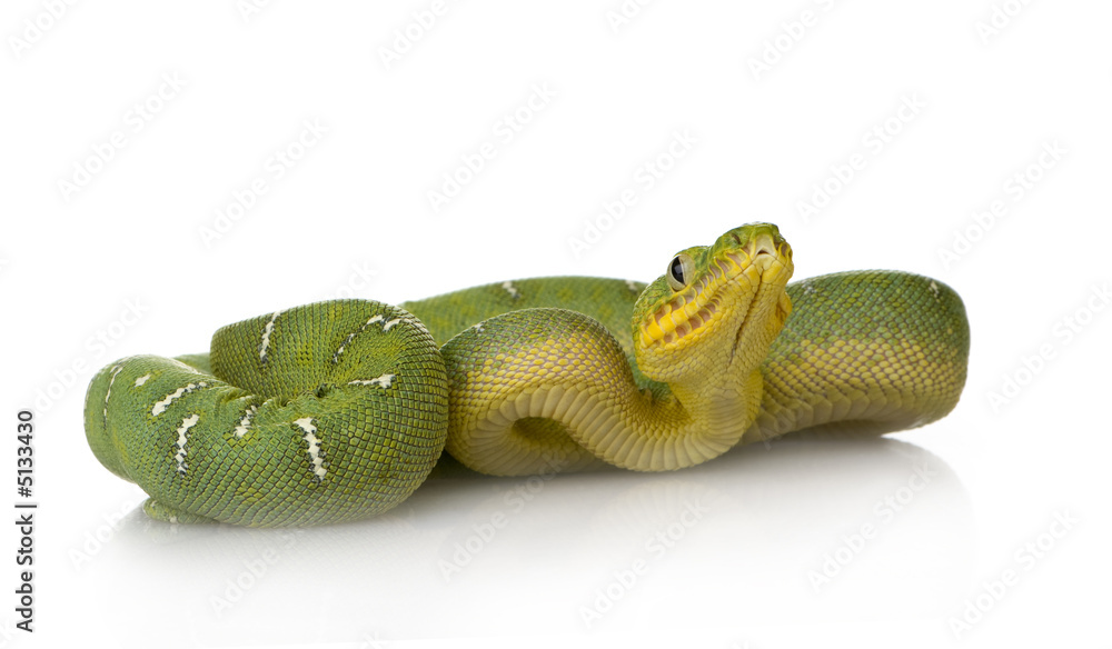 Fototapeta premium Emerald Tree Boa - Corallus caninus