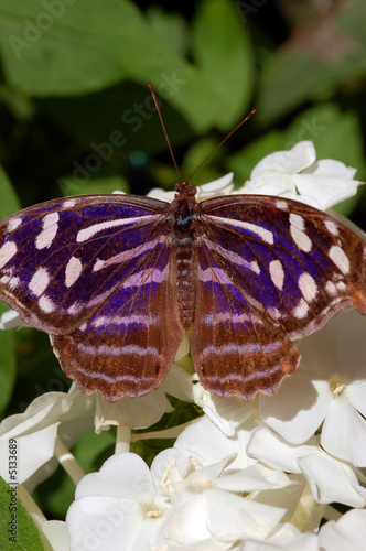 Purple and blue butterfly