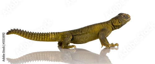 Dabb Lizard - Uromastyx aegyptia