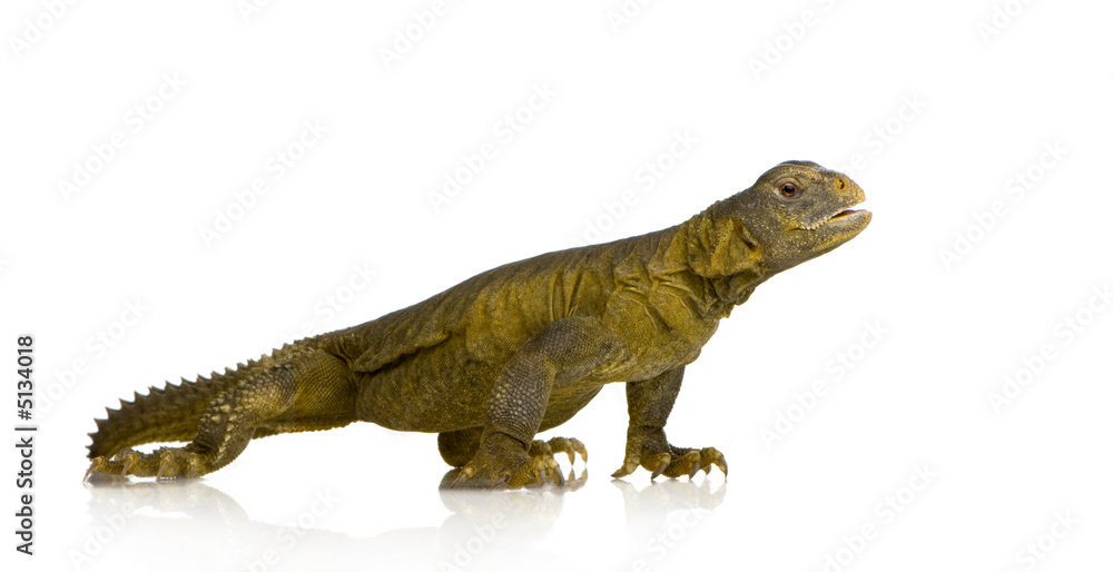 Naklejka premium Dabb Lizard - Uromastyx aegyptia