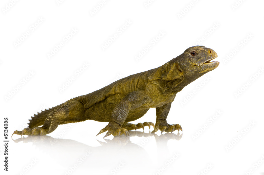 Obraz premium Dabb Lizard - Uromastyx aegyptia