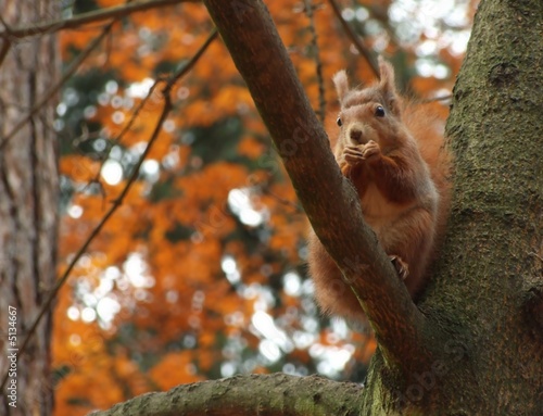 Squirrel in tree